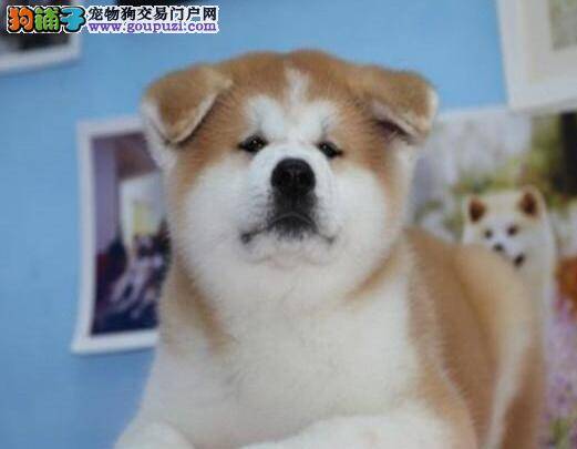 如何预防秋田犬患上关节炎