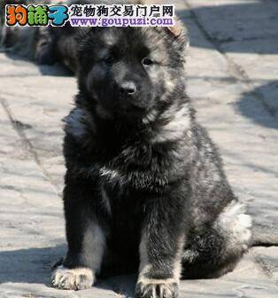 大病初愈的高加索犬应当怎样去护理