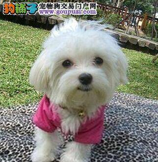 生活百事通 简单几步完成清理马尔济斯犬耳朵任务