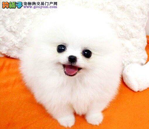 了解正确购买博美犬幼犬的选择方向