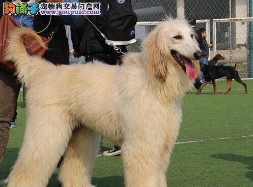 炎炎夏季 护理阿富汗猎犬的三大方面