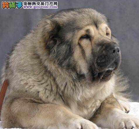 疾病高发期 高加索犬患上皮肤病应如何治愈