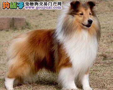 解决苏格兰牧羊犬出现眼屎的两种方法