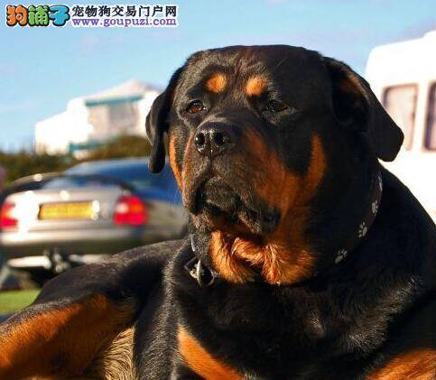 美丽新时尚 罗威纳犬断尾的具体方法是什么
