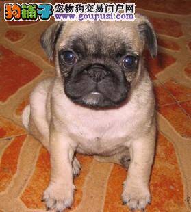 巴哥犬身上出现很多虱子，很痒怎样消灭掉它们