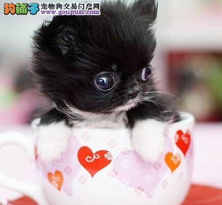 识别茶杯犬是否肥胖 共同努力帮助它减掉“游泳圈”