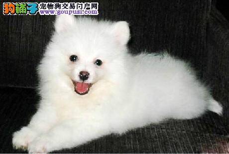 银狐犬没精神又吐又拉是什么情况