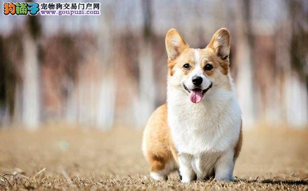 威尔士柯基犬外观特点