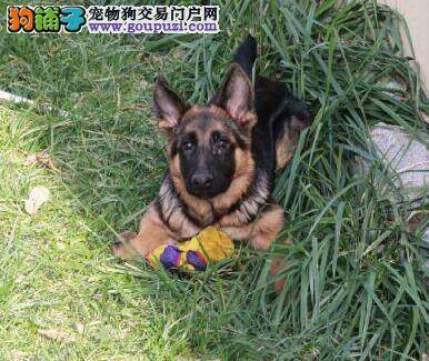 老人怎样才能养好德国牧羊犬