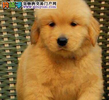 金毛犬患上真菌性皮肤病应如何医治