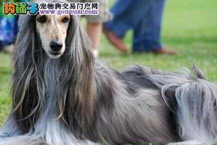 告别体臭 让阿富汗猎犬变成香香公主