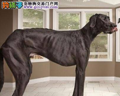 炎热夏季怎样护理让大丹犬清凉度夏