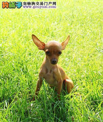 科学管理小鹿犬 让饲养工作变得更简单