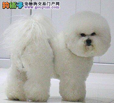 要怎样对待拒绝吃饭的比熊犬