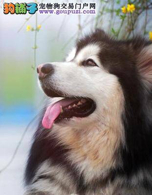 阿拉斯加犬的雪鼻和鼻花到底是不是缺陷