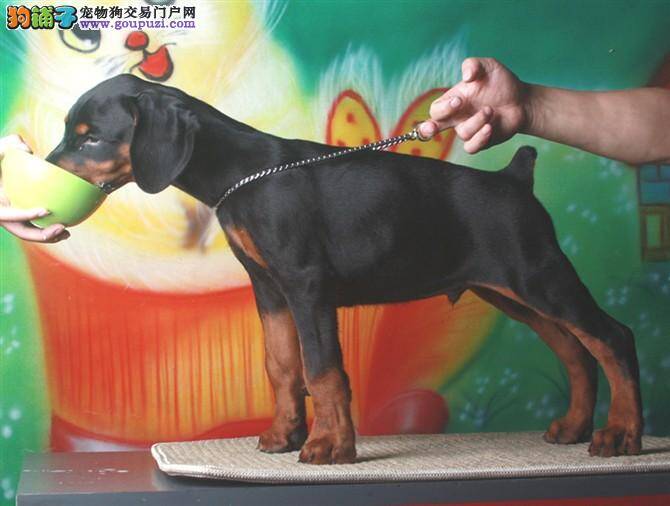 杜宾犬身上长很多红疹子用什么方法可以治疗它
