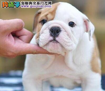 斗牛犬打完针不吃东西只喝水 如何是好