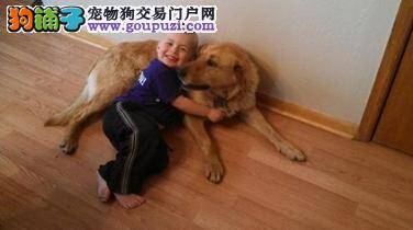 忠犬一路保护走失小主人不离去直至获救