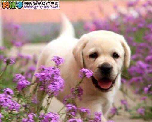 如何选择好拉布拉多犬的食物