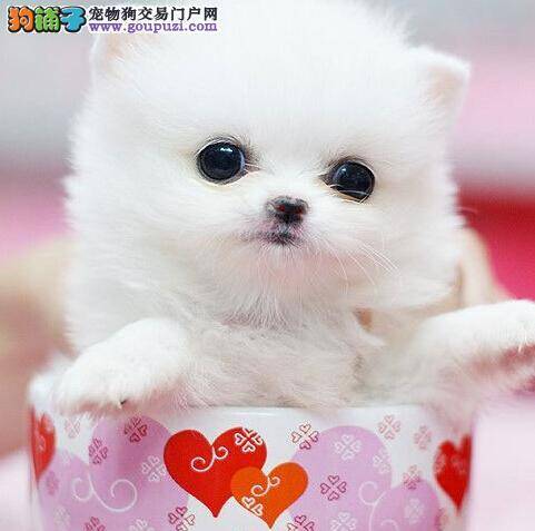 医疗生活通 茶杯犬出现过敏的两个原因及症状