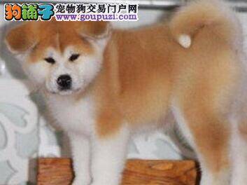 秋田犬不吃饭，呕吐是为什么