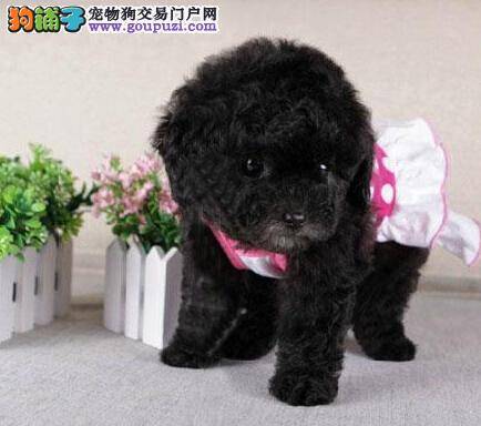 泰迪犬身上出现皮肤病，全身黑点吃什么药好