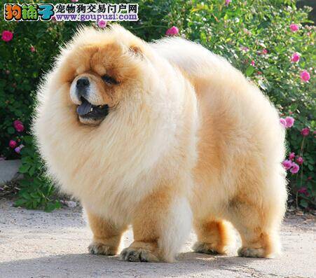 什么样的松狮犬才是主人们最满意的选择