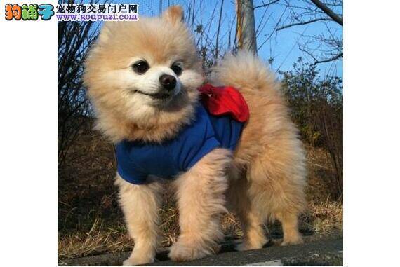 介绍英系博美犬体型特征及优势