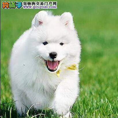 萨摩耶呕吐黄白色泡沫粘液是什么问题