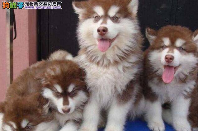 喜欢阿拉斯加犬的人要了解的选狗规则