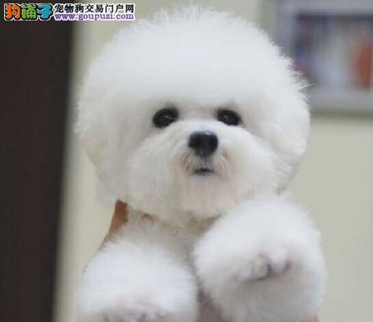 比熊犬患上真菌皮肤病了，应怎么办