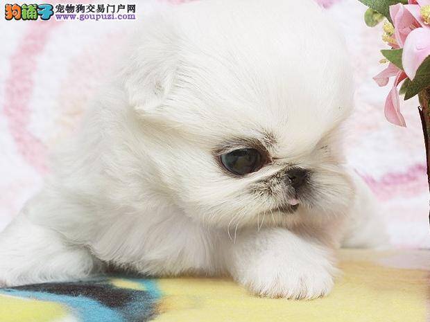 如何给京巴犬修剪指甲 求指点