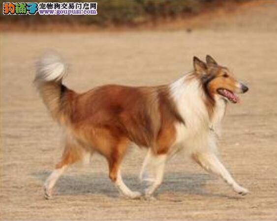 一步入门 选购苏格兰牧羊犬的几点知识