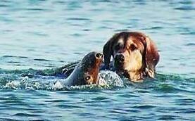 狗狗水中玩耍，海豹也来凑热闹