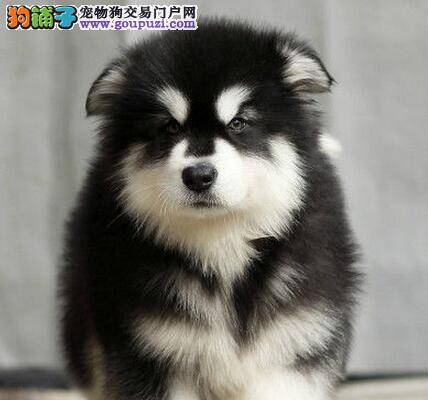 阿拉斯加犬吃点东西就拉肚子怎么办