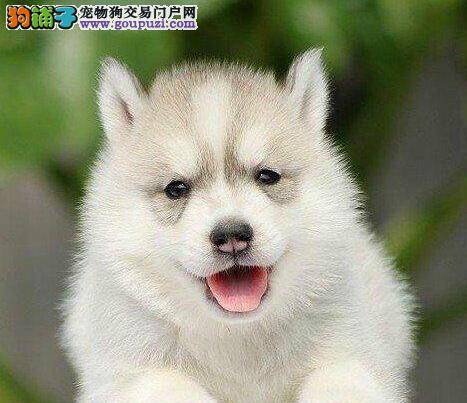 哈士奇总掉毛好像是皮肤病需要怎么医治
