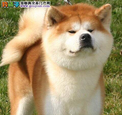 带你正确的去挑选优秀的秋田犬