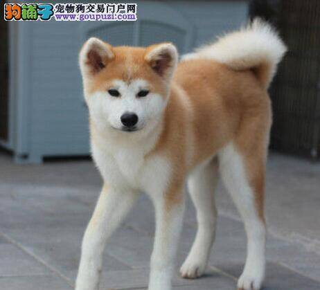 如何让秋田犬变得胖一点