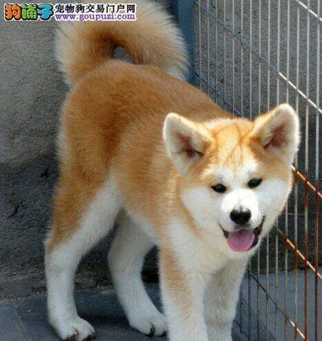 我家秋田犬口吐黄色粘稠的液体是怎么了