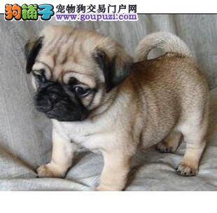 关于巴哥犬选购原则大攻略