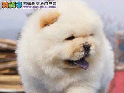 教大家购买到纯种松狮犬的小贴士