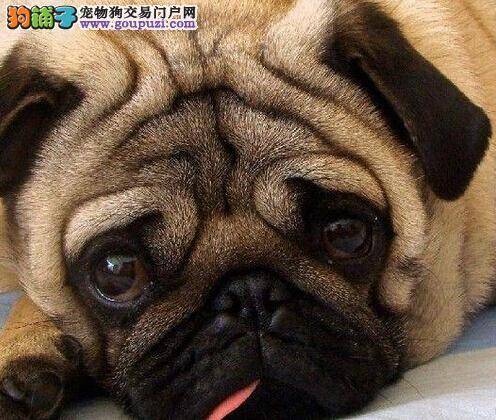 日常生活中巴哥犬最易患上的三个疾病类型