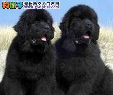 点拨快速了解喂养新生儿纽芬兰犬的四大方法