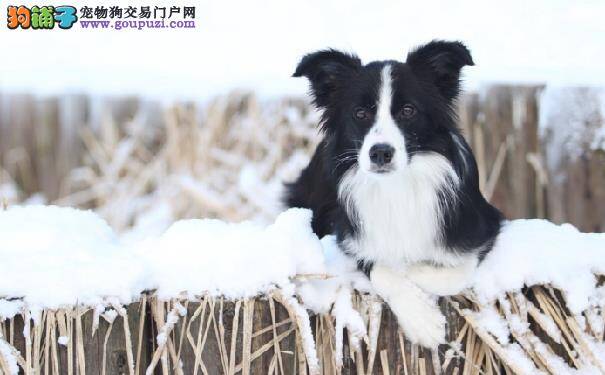 高智商的边境牧羊犬好养吗边牧价格介绍