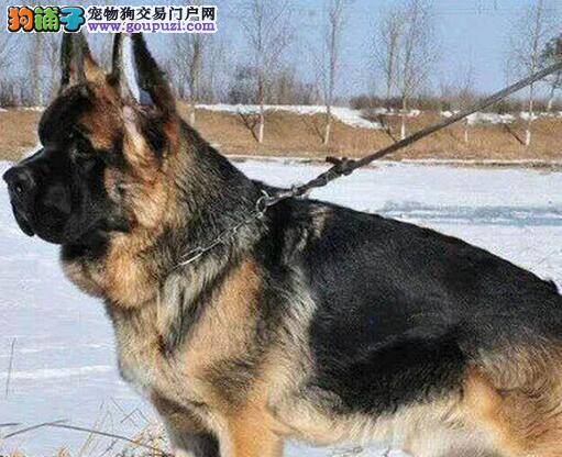 德国牧羊犬便便后总用屁股蹭地怎么回事