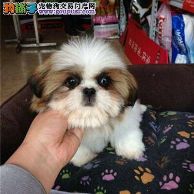 西施犬最近不吃不喝，口吐蛔虫如何是好