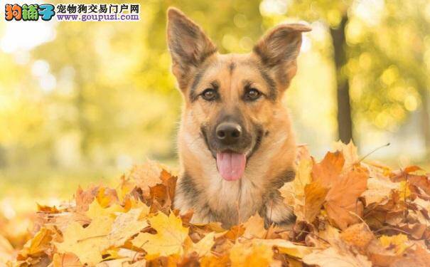 德国牧羊犬价格多少 如何挑选德牧