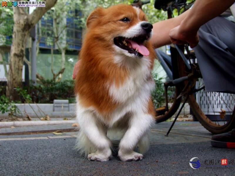 不要让狗狗过于肥胖，美一80公斤狗狗生病4人抬