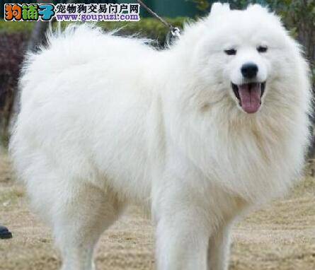 日常小百科 萨摩耶总是乱吃垃圾怎么办