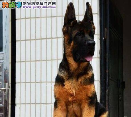 我家德国牧羊犬前腿瘸了应该怎么办